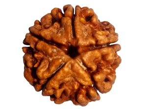 NATURAL RUDRAKSHA 16 MUKHI