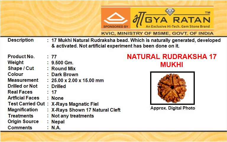 NATURAL RUDRAKSHA 17 MUKHI